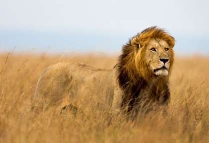 le lion, solide et fiable
