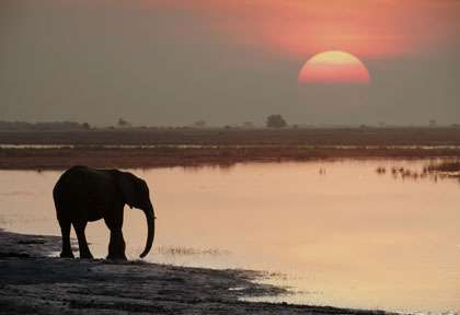 Eléphant au bord de la rivière Chobe