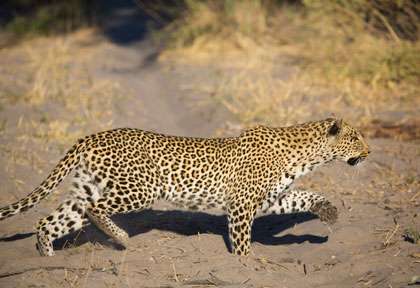 Zambie, pays du léopard