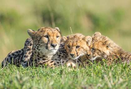 Guépards dans le Masai Mara