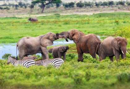 zèbres et éléphnats à Amboseli