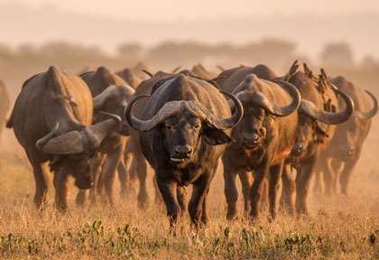 Buffles à Kruger