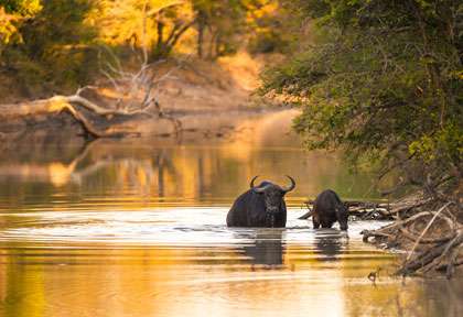 buffles au bain