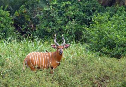 Congo Antilope