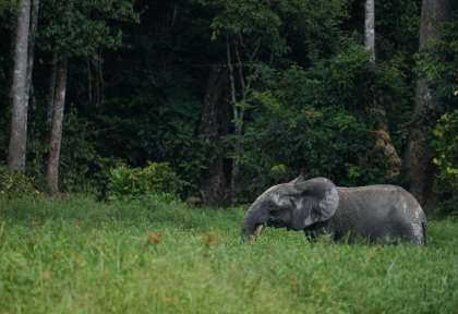 elephant bassin congo