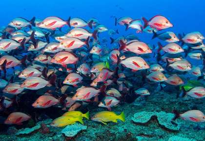 banc de poisson