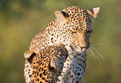 femelle léopard et son petit