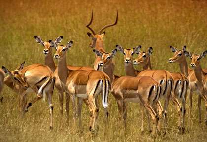 troupeau d'impalas