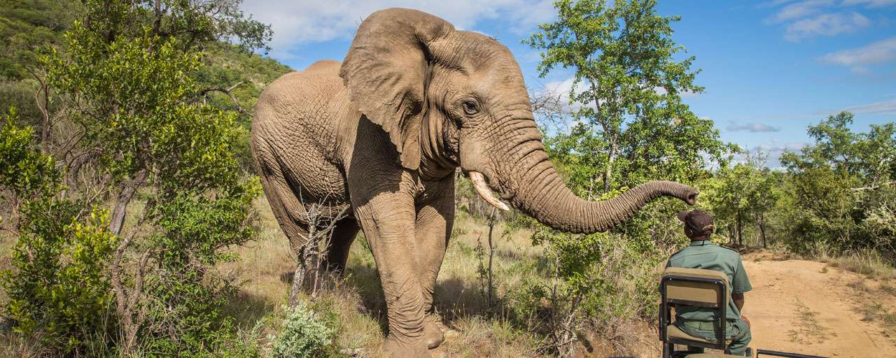 Safari avec un tracker © Shutterstock - Diriye Amay