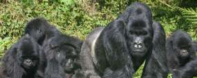 Rwanda
Gorilles