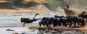 Quand il faut y aller ! © Shutterstock - Gudkov Andrey