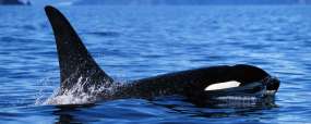 Nager avec 
les Orques de Norvège