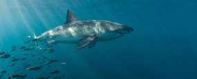Requin blanc en Afrique du Sud © Shutterstock - Fiona Ayerst