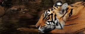 Tigre à Bandhavgar © Shutterstock - Urvad Ikov