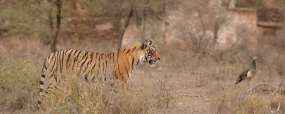 Tigre à Ranthambore © Shuterstock - Photocech