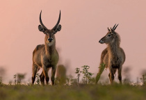 Safari Mozambique