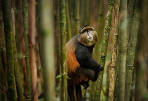 singe doré
