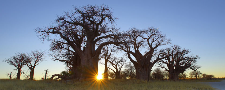 Baines' Baobab au lever du soleil © Shutterstock - Hannes Thirion
