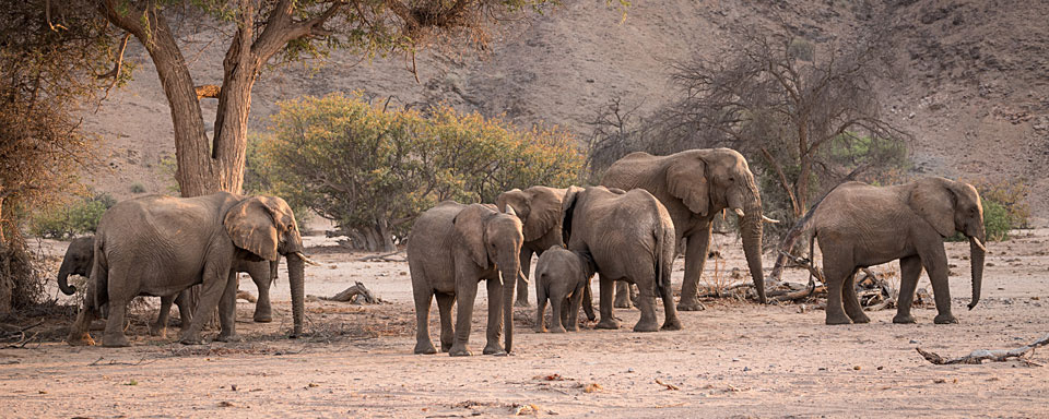 Eléphants du désert © Shutterstock - Janelle Lugge