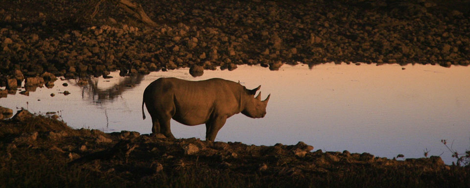 Rhinocéros au point d'eau ©Shutterstock - E. Valenne