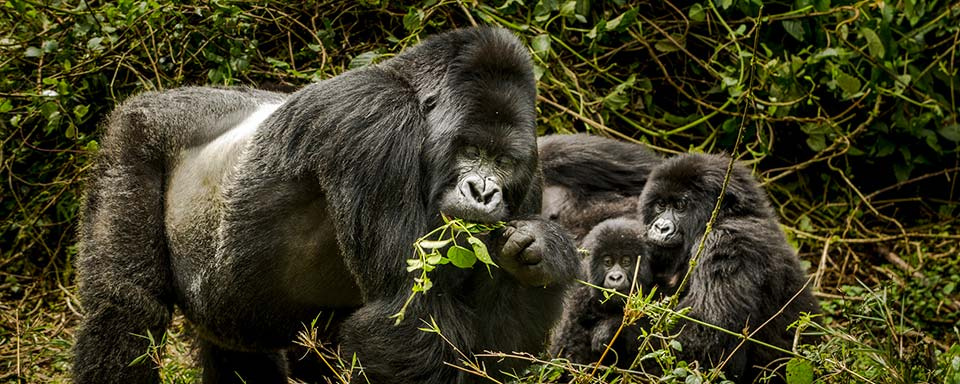 Rwanda - Parc national des Volcans - Palast Tours