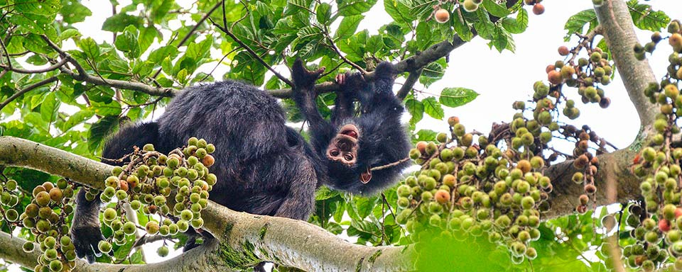 Rwanda - Parc national de Nyungwe