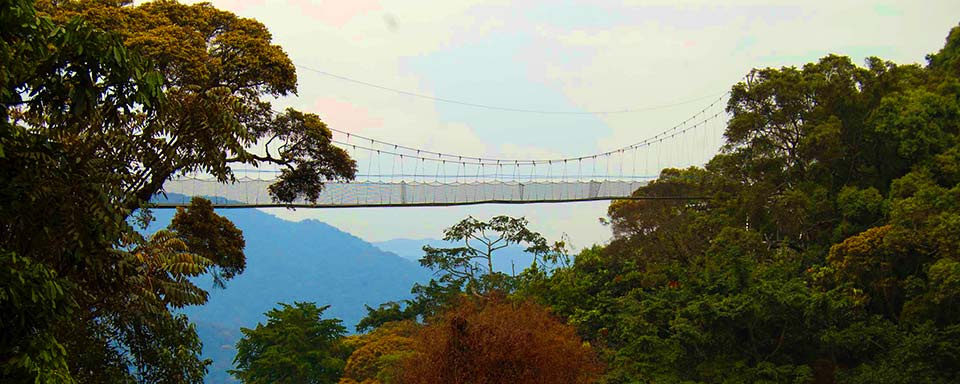 Rwanda - Parc national de Nyungwe