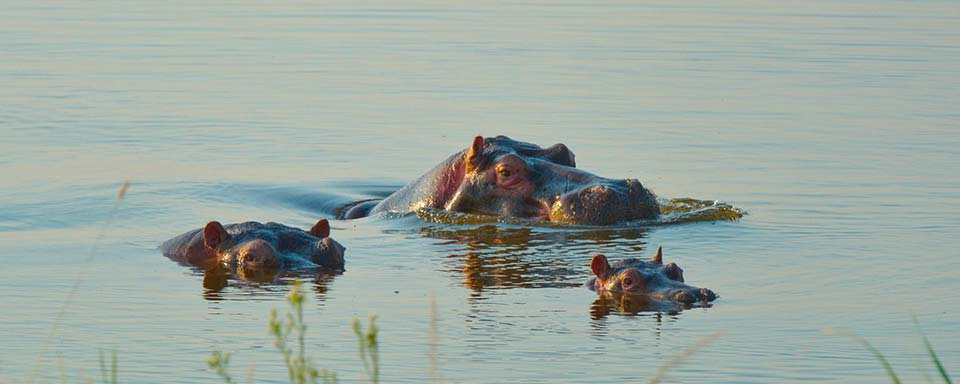 Rwanda - Parc national d'Akagera