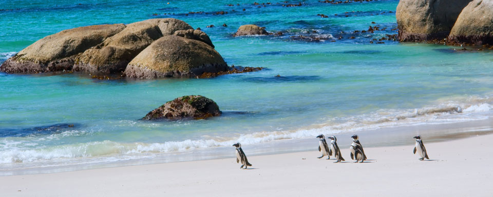 Manchots du Cap à Simon's Town © Shutterstock - Photosky
