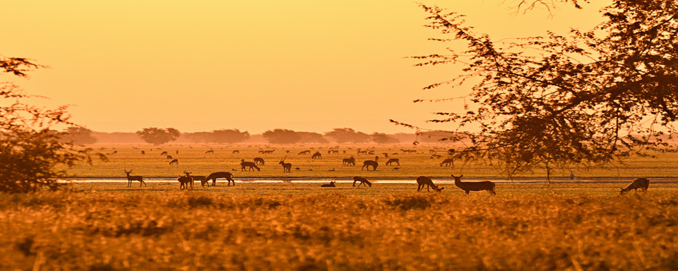 Parc national de Gorongosa