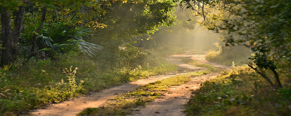 Parc national de Gorongosa