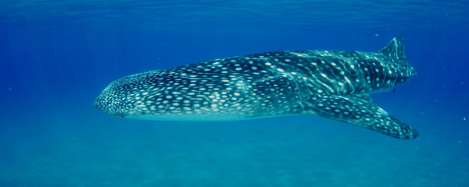 Requin-baleine