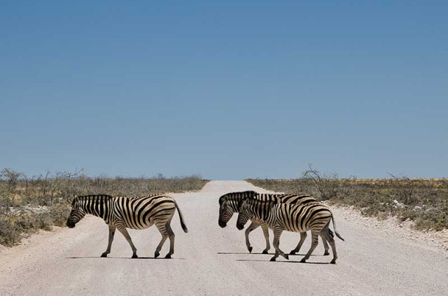 Namibie - Parc national d'Etosha - Zèbres ©Hors Pistes