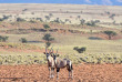 Namibie - Désert du Namib ©Shutterstock, Felix Lipov