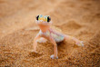 Namibie - Désert du Namib - Gecko ©Shutterstock, Fotografie Kuhlmann