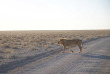 Namibie - Parc national d'Etosha ©Hors Pistes