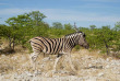 Namibie - Parc national d'Etosha ©Hors Pistes