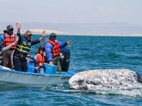 Mexique - Basse Californie - Baja Expeditions - Baja Ultimate Whales