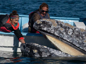 Mexique - Basse Californie - Baja Expeditions - San Ignacio Lagoon