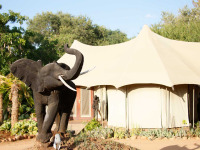 Afrique du Sud - Karongwe Private Game Reserve - Chisomo Safari Camp