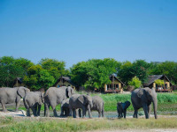 Afrique du Sud - Madikwe Game Reserve - Tau Game Lodge