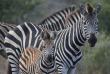 Afrique du Sud - Amakhala Game Reserve - Hlosi Game Lodge