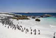 Afrique du Sud - Cape Town - Colonie de manchots - ©Shutterstock, Himanshu Saraf