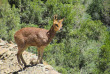 Afrique du Sud - Oudtshoorn - Col de Swartberg