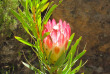 Afrique du Sud - Oudtshoorn - Col de Swartberg
