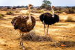 Afrique du Sud - Route des jardins - Oudtshoorn  ©Jenman African Safaris