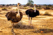 Afrique du Sud - La Route des Jardins - ©Shutterstock, Harry Beugelink