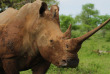 Afrique du Sud - Kwazulu Natal - Parc national de Hluhluwe-Imfolozi - ©Shutterstock, Daniel Guertin