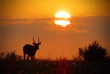 Afrique du Sud - Kapama Private Game Reserve - Kapama Buffalo Camp