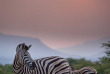 Afrique du Sud - Kapama Private Game Reserve - Kapama Southern Camp